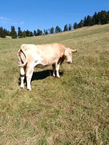 Verkaufe Bio-Fleckvieh-Kalbinen
