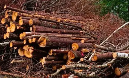 Holz für Suche Hackgut, Energieholz, Faserholz