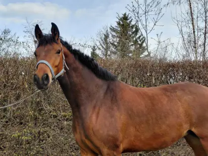 4-jährige kleine Warmblutstute