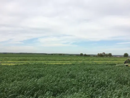Bio-Heu, Kleegras
