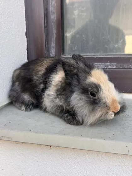 Zwergkaninchen männlich