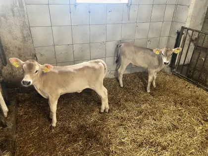 BV Zuchtkälber