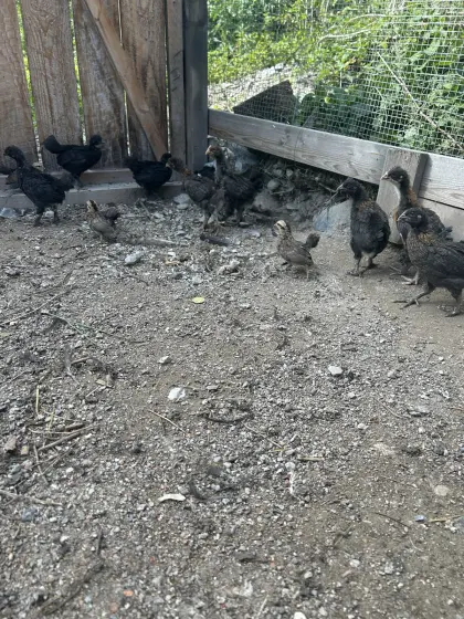 Marans kücken