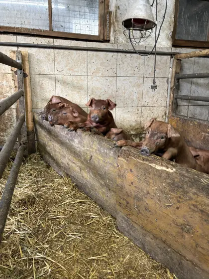 Verkaufe Duroc-Ferkel