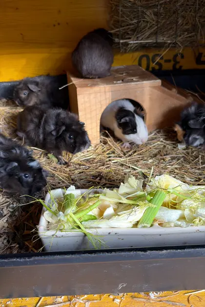Meerschweinchen