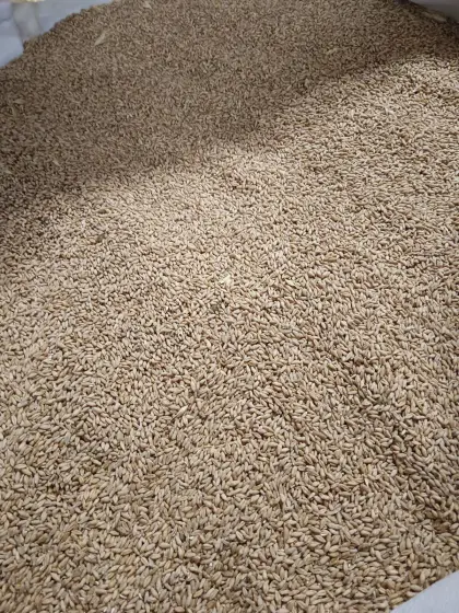 Triticale