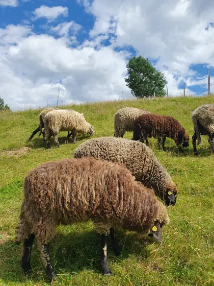Weibliche Lämmer Alpines Steinschaf