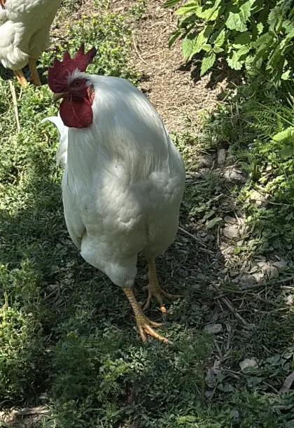 Hahn weiß