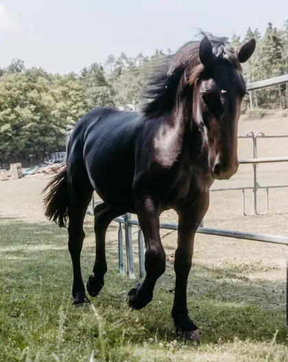 Enzo Nero XIV, Noriker Hengst