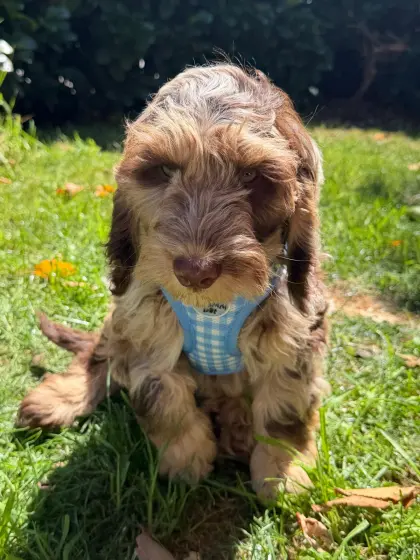 Cockerdoodle