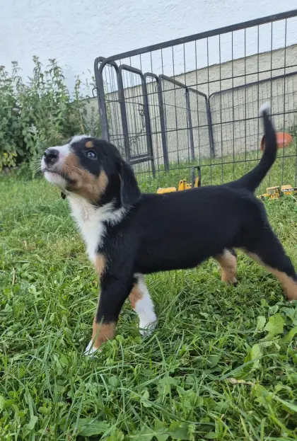 Appenzeller Welpen