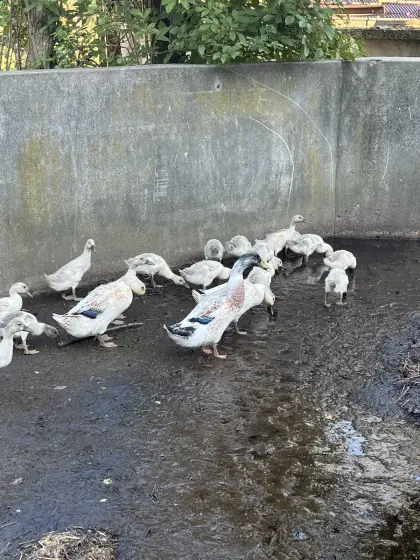 Enten zu vergeben