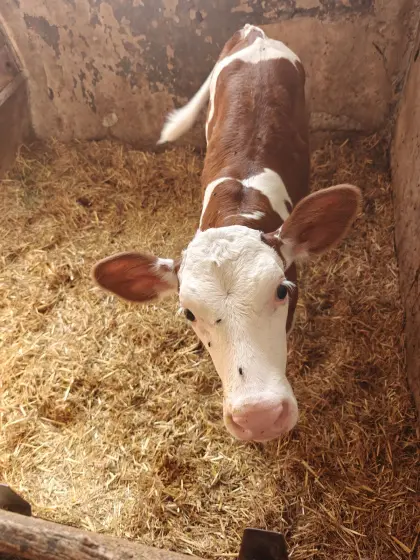 Verkaufe Kalb