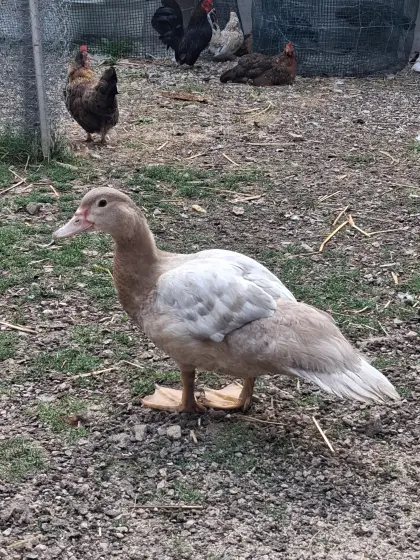 Enten