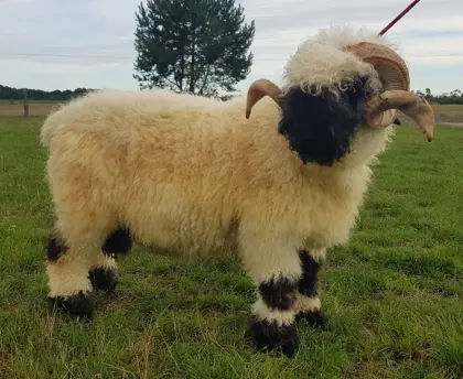 Suche Walliser Herde