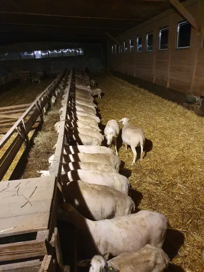 Verkaufe Zuchtschafe der Rasse Lacaune Milchschafe