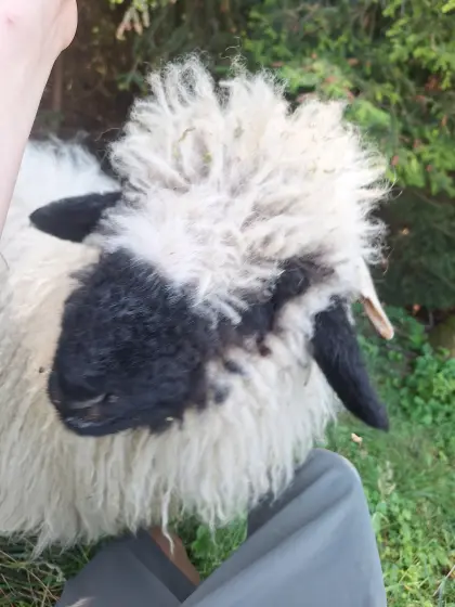 Walliser Schwarznasenschaf Aue