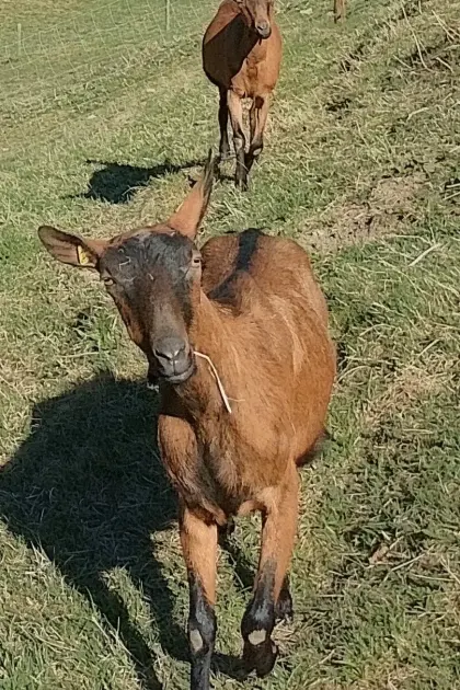 Gämsfarbige Gebirgsziegen in Milch