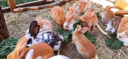 Deutsch Großsilber Gelb, Scheck-Mix Kaninchen
