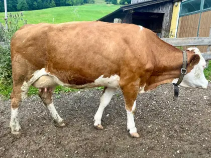 Bio-Fleckviehkuh in Milch