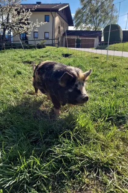 Kune-Kune-Zuchtschweine mit Pedigree