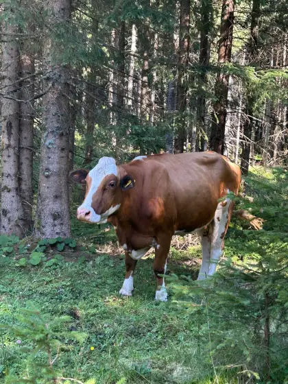 Lilli und Jasmin Fleckvieh-Kühe