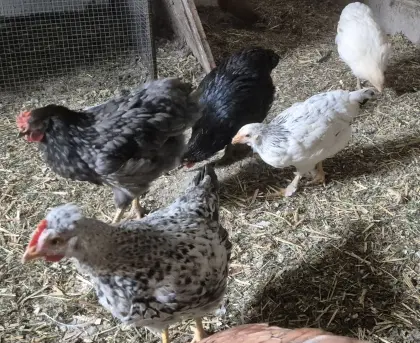 Küken