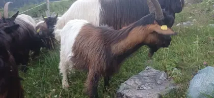 Verkaufe Kitzbock