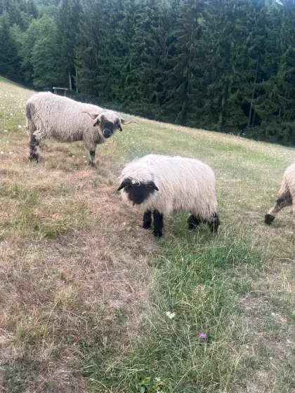 Walliser Schwarznasenschafe