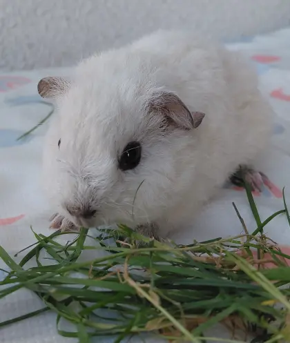 2 entzückende Meerschweinchenböckchen