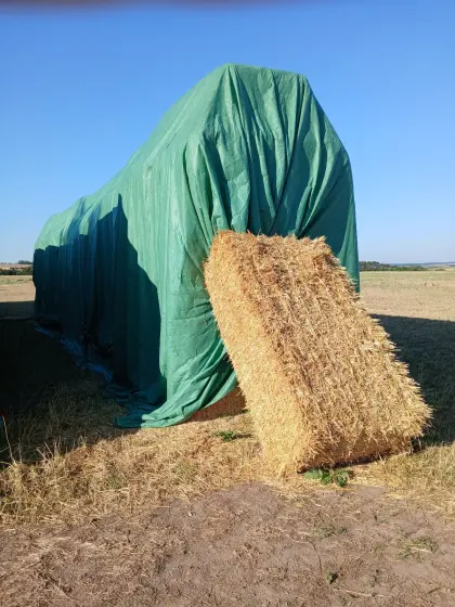 Stroh