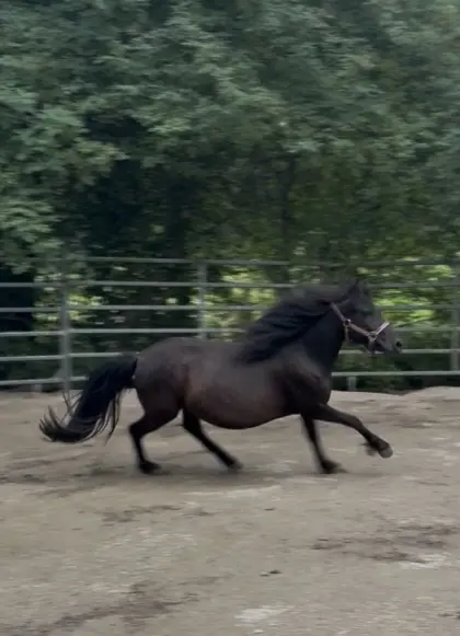 Wunderhübsche Pony-Stute
