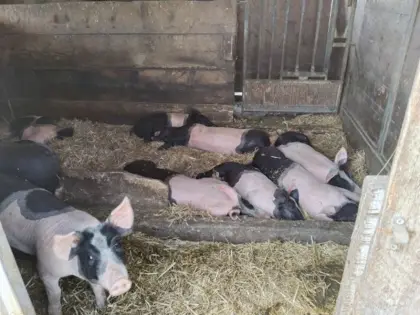 Bio-Ferkel Seekirchen