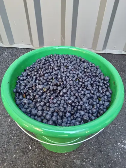 Frische Wald-Heidelbeeren 29.07.