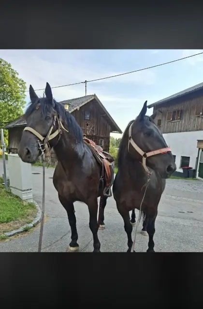 2 Norikerstuten, 7 und 8 Jahre