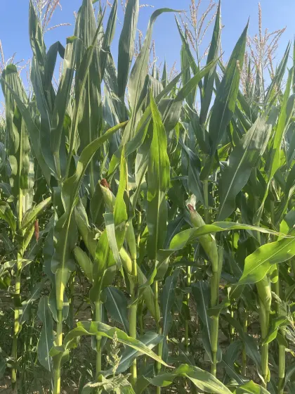 Silomais ab Feld