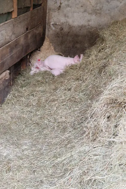 Heu in Rundballen