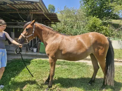 Quarter-/Haflinger-Mix-Stute