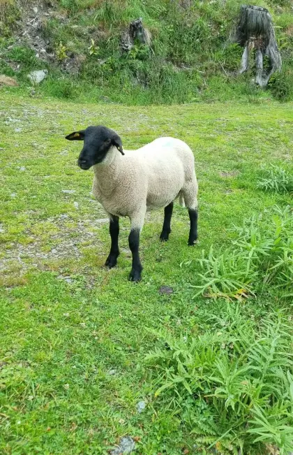 Suffolk Jungwidder