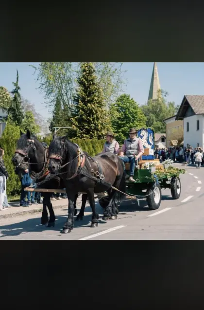 Norikerstute, geritten und gefahren, Anfängerpferd