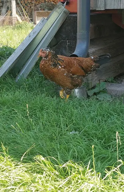 Hühner Altsteirer, Blumenhuhn