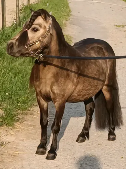 Mini-Shetty in Sonderfarbe