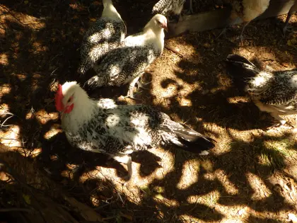 Junghahn ostfriesische Möwe