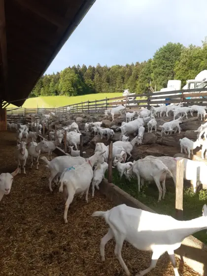 Saanenziegen