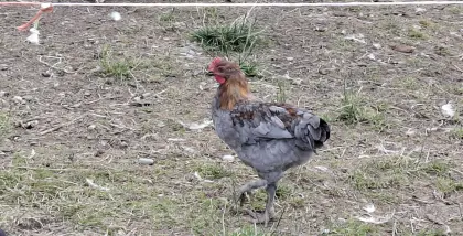 Marans-Hahn, reinrassig