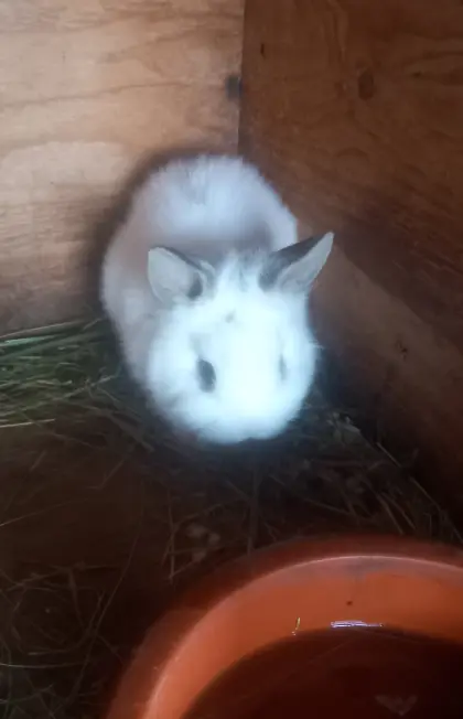 Löwenkopf-Kaninchen zu verschenken