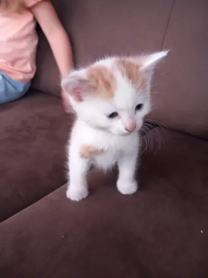 Katzenbaby