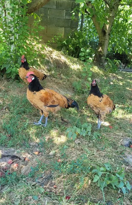 Reinrassige Junghähne von Vorwerk und Marans (ss) abzugeben