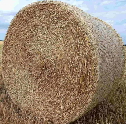 Bio-Triticale 5.000 kg