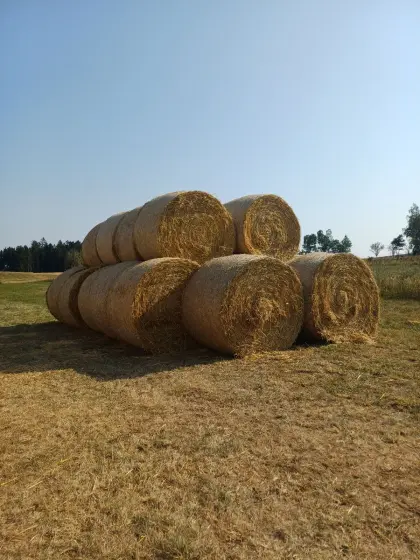 Gerstenstroh